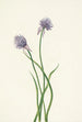 Cebolla de Siberia Allium sibericum - Mary Vaux Walcott — vista de la obra