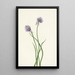 Cebolla de Siberia Allium sibericum - Mary Vaux Walcott — cuadro enmarcado en la pared