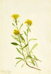 Solidage ciliosa - Mary Vaux Walcott — vista de la obra