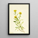 Solidage ciliosa - Mary Vaux Walcott — cuadro enmarcado en la pared