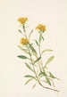 Solidage ciliosa - Mary Vaux Walcott — vista de la obra