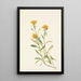 Solidage ciliosa - Mary Vaux Walcott — cuadro enmarcado en la pared