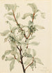 Chalef argenté Elaeagnus commutata - Mary Vaux Walcott — vista de la obra