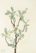 Flor de chalef plateado Elaeagnus commutata - Mary Vaux Walcott — vista de la obra