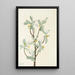 Flor de chalef plateado Elaeagnus commutata - Mary Vaux Walcott — cuadro enmarcado en la pared