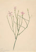 Flor esqueleto Lygodesmia juncea - Mary Vaux Walcott — vista de la obra