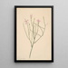 Flor esqueleto Lygodesmia juncea - Mary Vaux Walcott — cuadro enmarcado en la pared