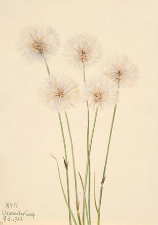 Mary Vaux Walcott - Slender CottonGrass Eriophorum chamissonis.webp