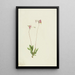 Dodecatheon pauciflorum - Mary Vaux Walcott — framed artwork on a wall
