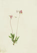 Dodecatheon pauciflorum - Mary Vaux Walcott — artwork view