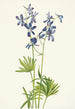 Pied d'alouette delgado Delphinium depauperatum - Mary Vaux Walcott — vista de la obra
