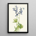 Pied d'alouette delgado Delphinium depauperatum - Mary Vaux Walcott — cuadro enmarcado en la pared