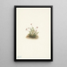 Cranberry small Oxycoccus palustris - Mary Vaux Walcott — framed artwork on a wall