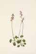 Petite pyrole Pyrola minor - Mary Vaux Walcott — artwork view