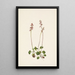 Petite pyrole Pyrola minor - Mary Vaux Walcott — framed artwork on a wall