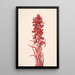 Plant of the Snow Sarcodes sanguinea - Mary Vaux Walcott — framed artwork on a wall