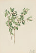 Symphorine blanca Symphoricarpos albus - Mary Vaux Walcott — vista de la obra