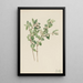 Symphorine blanca Symphoricarpos albus - Mary Vaux Walcott — cuadro enmarcado en la pared