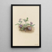 Violette de la côte sud Viola septemloba - Mary Vaux Walcott — cuadro enmarcado en la pared