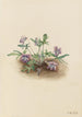 Violette de la côte sud Viola septemloba - Mary Vaux Walcott — vista de la obra