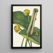 Nénuphar amarillo Nymphaea advena - Mary Vaux Walcott — cuadro enmarcado en la pared
