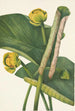 Nénuphar amarillo Nymphaea advena - Mary Vaux Walcott — vista de la obra
