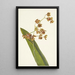 Cyrtopodium tacheté Cyrtopodium punctatum - Mary Vaux Walcott — cuadro enmarcado en la pared
