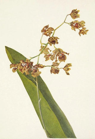 Mary Vaux Walcott - Spotted Cyrtopodium Cyrtopodium punctatum.webp