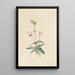 Pipsissewa tacheté Chimaphila maculata - Mary Vaux Walcott — framed artwork on a wall