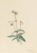 Pipsissewa tacheté Chimaphila maculata - Mary Vaux Walcott — artwork view