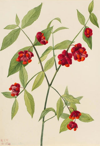 Mary Vaux Walcott - Strawberry BushHearts Bustin with Love Euonymus Americanus.webp