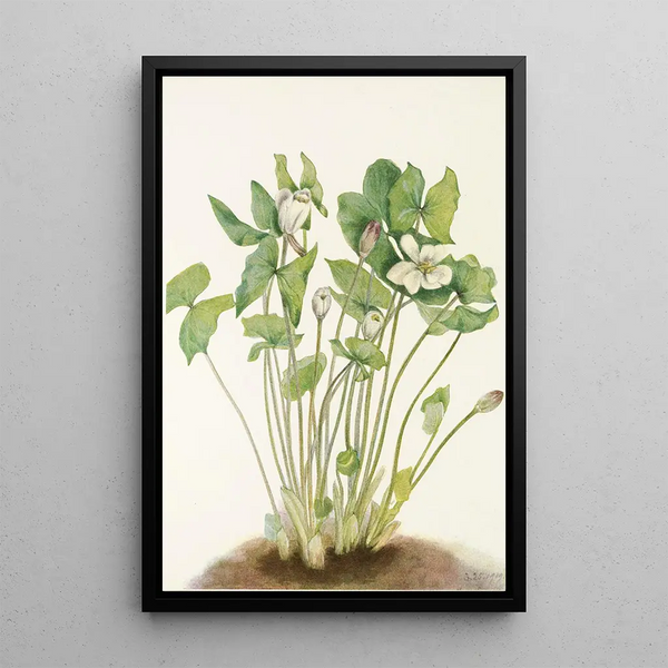 Mary Vaux Walcott - Twinleaf Jeffersonia diphylla.webp