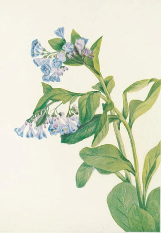 Mary Vaux Walcott - Virginia Bluebells Mertensia virginica.webp