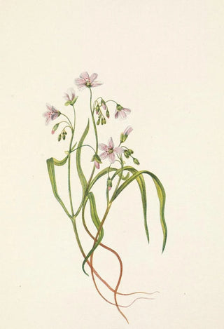 Mary Vaux Walcott - Virginia Springbeauty Claytonia virginica.webp