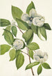 Stewartia de Virginie - Mary Vaux Walcott — vista de la obra