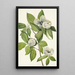 Stewartia de Virginie - Mary Vaux Walcott — cuadro enmarcado en la pared