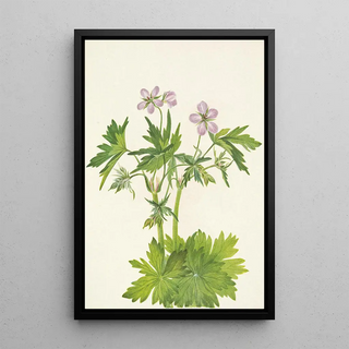 Mary Vaux Walcott - Western Cranesbill Geranium viscosissimum.webp
