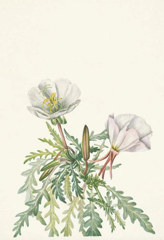 Mary Vaux Walcott - White Dawnrose Pachyloplus marginatus.webp