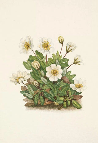 Mary Vaux Walcott - White Dryad flower Dryas octopetala.webp