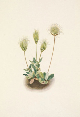 Mary Vaux Walcott - White Dryad fruit Dryas octopetala.webp