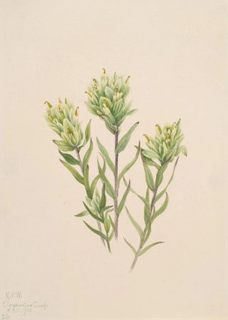 Mary Vaux Walcott - White Indian Paintbrush Castilleja occidentalis.webp