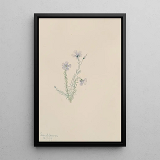 Mary Vaux Walcott - Wild Flax Linum lewisii.webp