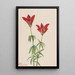 Lis des bois Lilium philadelphicum - Mary Vaux Walcott — framed artwork on a wall