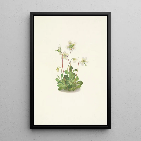 Mary Vaux Walcott - Woodnymph Moneses uniflora (Case Conflict).webp