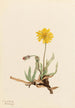 Agoséris laineuse Agoseris villosa - Mary Vaux Walcott — vista de la obra