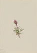 Vergerette laineuse Erigeron lanatus - Mary Vaux Walcott — artwork view