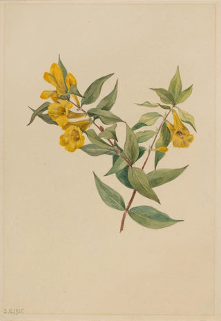 Mary Vaux Walcott - Yellow Jessamine Gelsemium sempervirens.webp