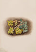 Sedum stenopetalum yellow Orpin painting - Mary Vaux Walcott — artwork view