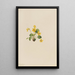 Violette jaune Viola orbiculata - Mary Vaux Walcott — framed artwork on a wall