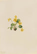 Violette jaune Viola orbiculata - Mary Vaux Walcott — artwork view